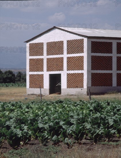 EXTERIOR DE UN SECADERO DE TABACO FRENTE A CULTIVO DE TABACO
PROVINCIA, CUENCA DEL TIETAR
CACERES

This image is not downloadable. Contact us for the high res.