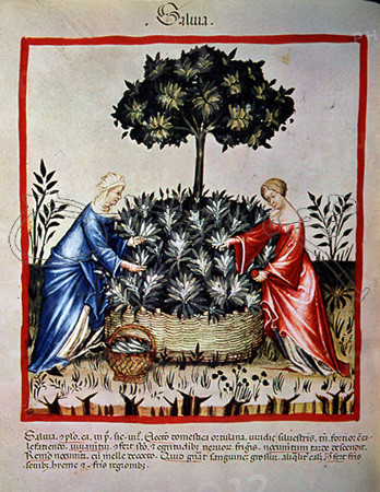 I-RECOGIDA DE LA SALVIA-MINIATURA DE "TACUINUM SANITATIS"
VIENA, BIBLIOTECA NACIONAL
AUSTRIA

This image is not downloadable. Contact us for the high res.