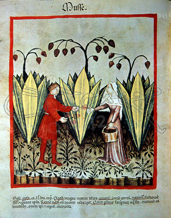 I-RECOGIDA DE AGAVE-MINIATURA DE "TACUINUM SANITATIS"
VIENA, BIBLIOTECA NACIONAL
AUSTRIA

This image is not downloadable. Contact us for the high res.