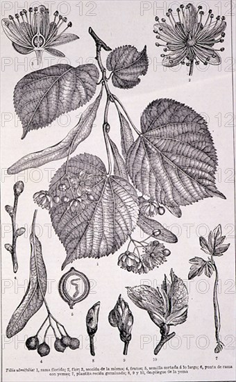 PLANTA DEL TILO-DIBUJO DE LAS DISTINTAS PARTES:RAMA,SEMILLA,YEMAS...

This image is not downloadable. Contact us for the high res.