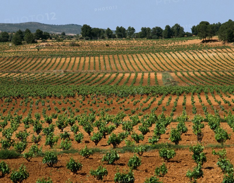 Vineyard