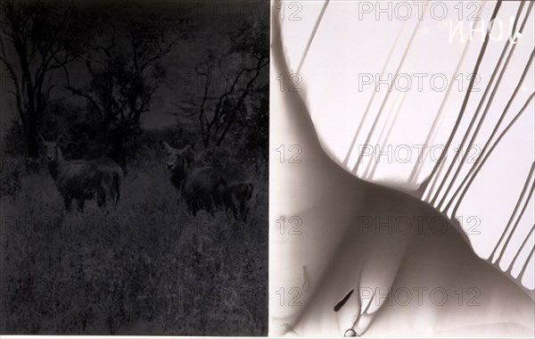 VAZQUEZ XESUS 1946
LA FRONTERA DEL EDEN-1989/93-Fotografia en b/n y rayograma-50,5x81 cm
MADRID, GALERIA TRAMA
MADRID