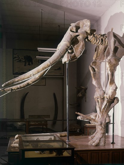 10/01/2005ELEFANTE ANTIGUO O PALAEOLOXODON(MAMUT)PLEISTOCENO(VILLAVERDE-MADRID)
MADRID, MUSEO CIENCIAS NATURAL
MADRID