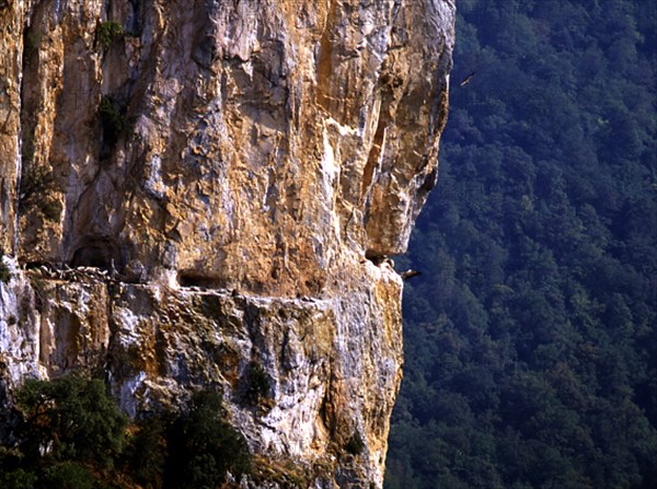 PARED ROCOSA CON NIDOS DE BUITRES LEONADOS
NAVARRA, FOZ DE ARBAYUN
NAVARRA

This image is not downloadable. Contact us for the high res.