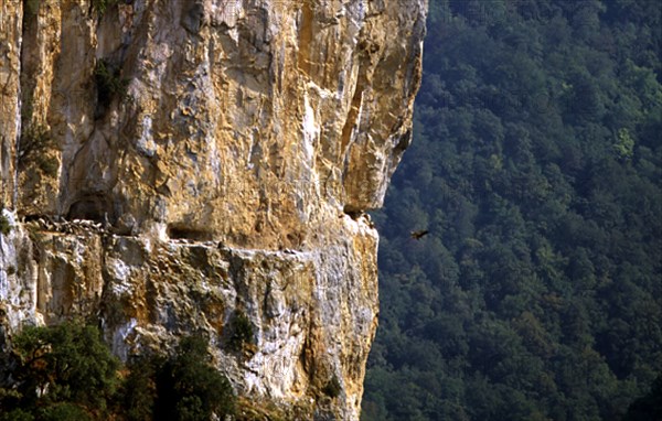 PARED ROCOSA CON NIDOS DE BUITRES LEONADOS
NAVARRA, FOZ DE ARBAYUN
NAVARRA

This image is not downloadable. Contact us for the high res.