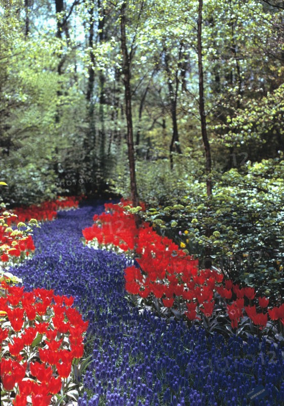The path to enlightenment. The pathway of Buddhism. Flowers through a forest.