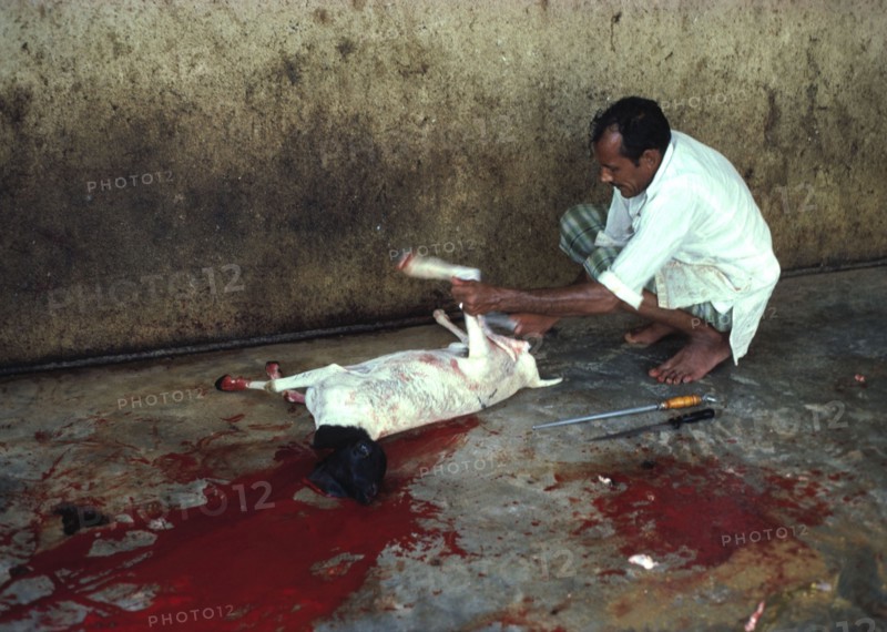 Sacrifice d'une chèvre à l'occasion d'Eid al Adha, la Fête du Sacrifice (rite du Hajj)