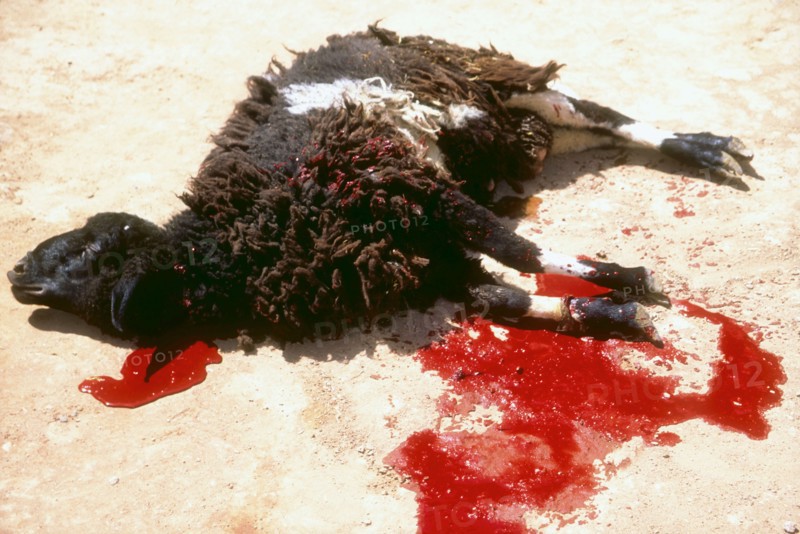 Islamic feast of sacrifice