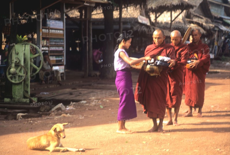 Burmese monks receiving rice from a villager on their early morning alms round