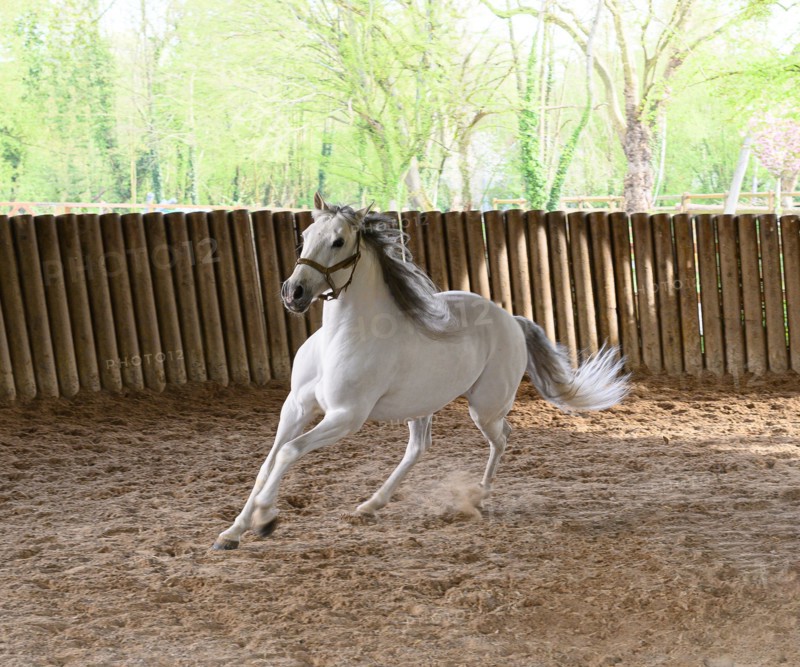 Dressage de chevaux