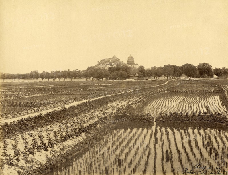 Rizière et le Palais d'été de Pékin à l'arrière-plan (Chine)