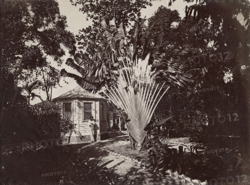 Antilles, un arbre du voyageur, dans le Jardin Botanique de Saint-Pierre, en Martinique