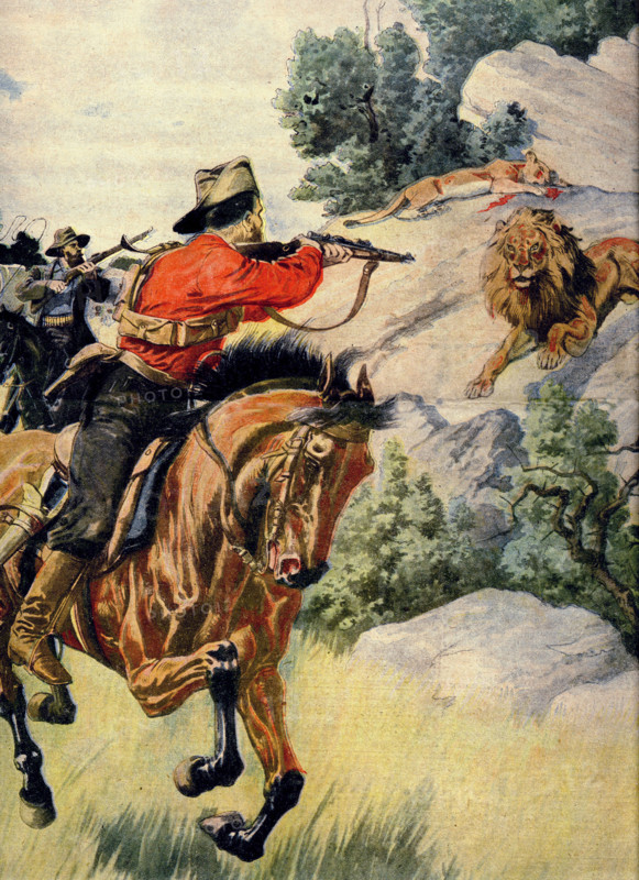 Chasse au lion dans la Transvaal