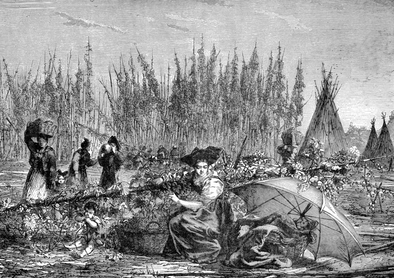 Récolte du houblon en Alsace en 1876