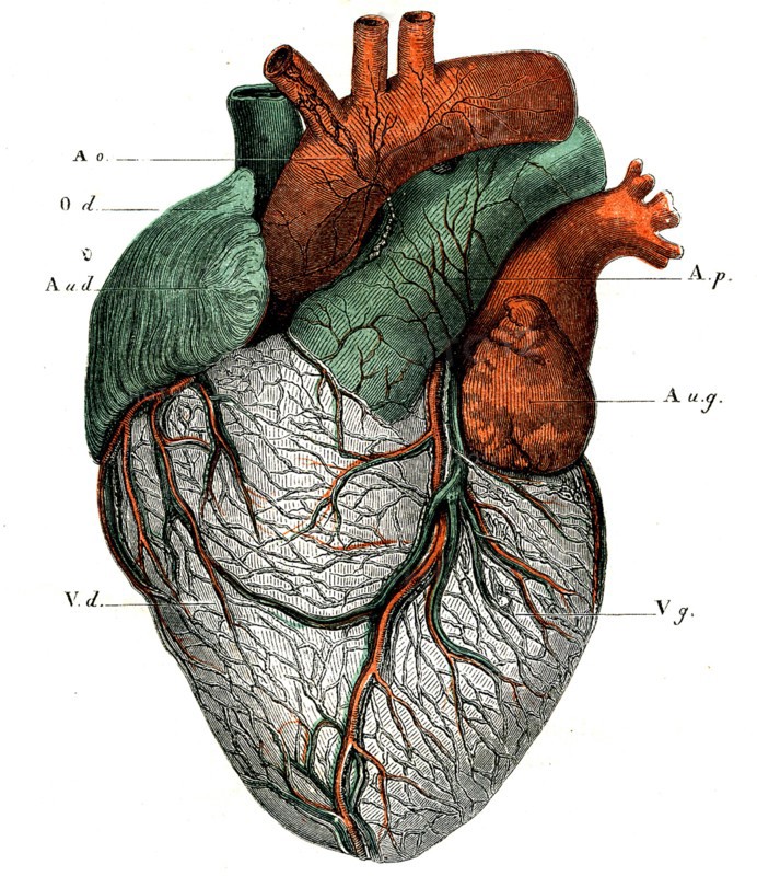 ANATOMIE-Le coeur,face antérieure