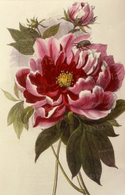 Pivoine double