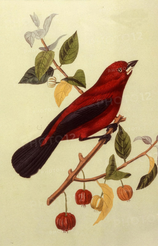 Ramphocèle Scarlatte mâle