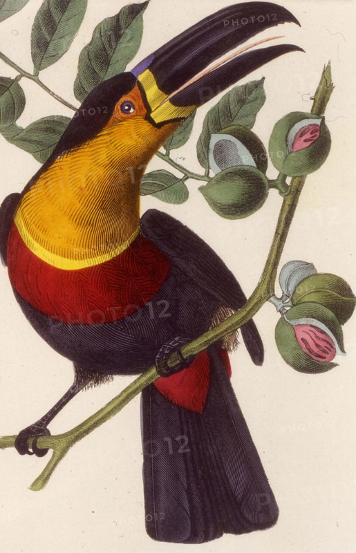 channel-billed toucan