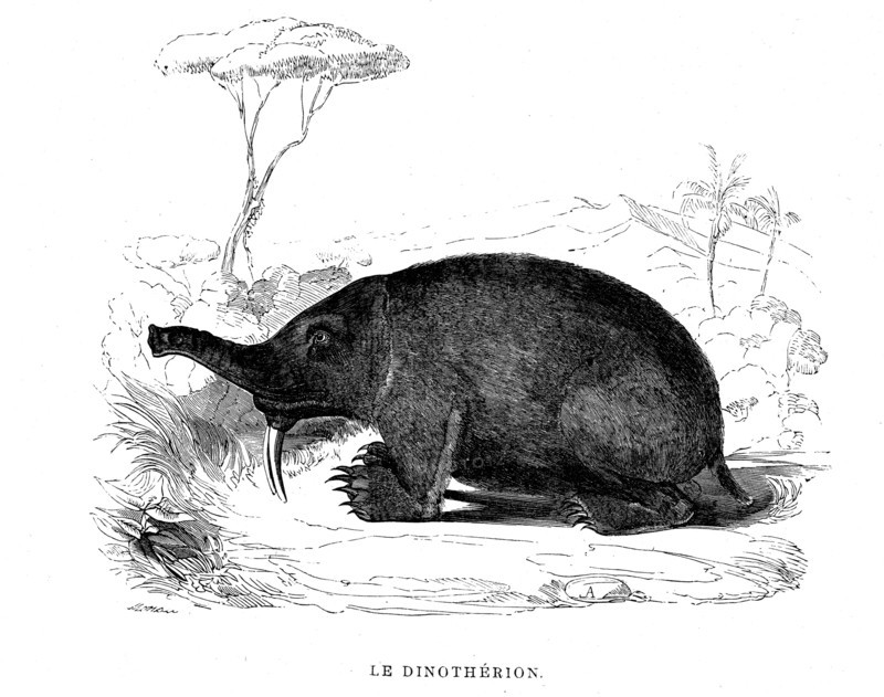 The Dinotherion. " The universe before mankind " by M. Boitard
Paris 1863                          ( L' Univers avant l' homme )
