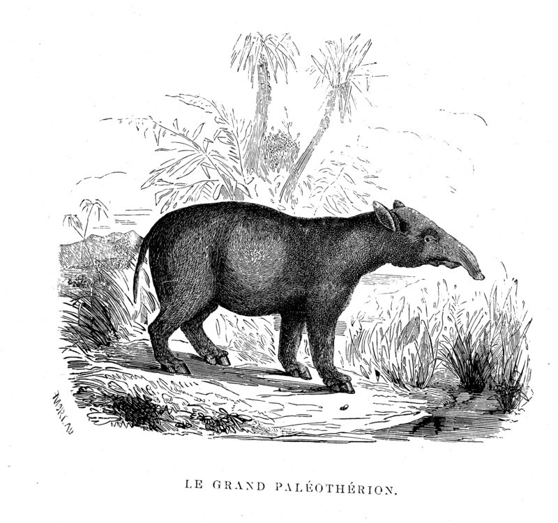 The big Paleotherion. From " The Universe before mankind " by M. Boitard,
Paris 1863