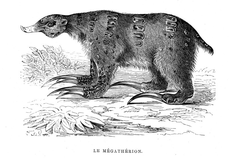 The Megatherion. From " The Universe before mankind " by M. Boitard.
Paris 1863