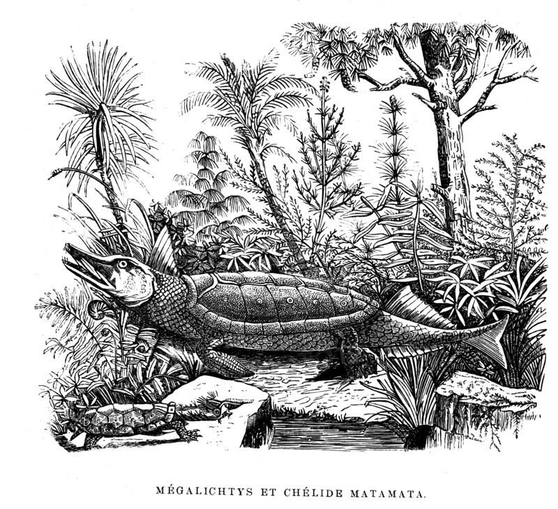 MEGALICHTYS and Chélide Matamata. from artwork " L'Univers avant l' homme " by M. Boitard.Published in Paris by Passard in 1863.
1863                       ( The Universe before mankind )