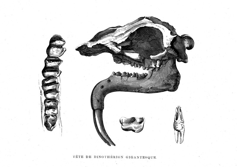 Gigantic Dinotherion head. From " the Universe before mankind " artwork by
M. Boitard, Paris 1863         "( L'Univers avant l' homme )