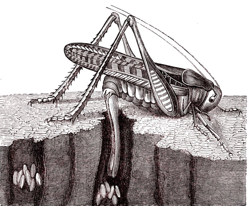 Grasshopper laying eggs.From " Animaux etranges " by Mme Gustave Demou
lin. Paris 1880