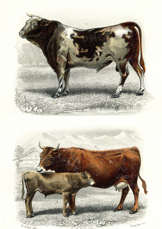 1 ) Le taureau
2 ) La vache et le veau    
 1846
Planche illustrée parue dans l'ouvrage "Le Règne Animal distribué d'après son organisation", de Georges Cuvier, paru en 1817.