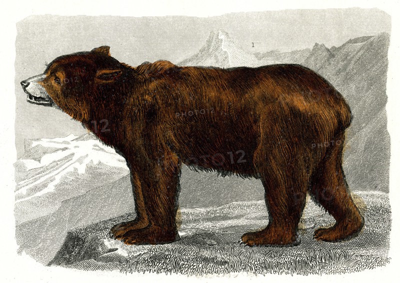 L'ours brun
1846
Illustration from the French edition of the book "Le Règne Animal" by Georges Cuvier, published in 1817.
