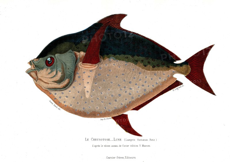Lampris Guttatus
1846
Illustration from the French edition of the book "Le Règne Animal" by Georges Cuvier, published in 1817.