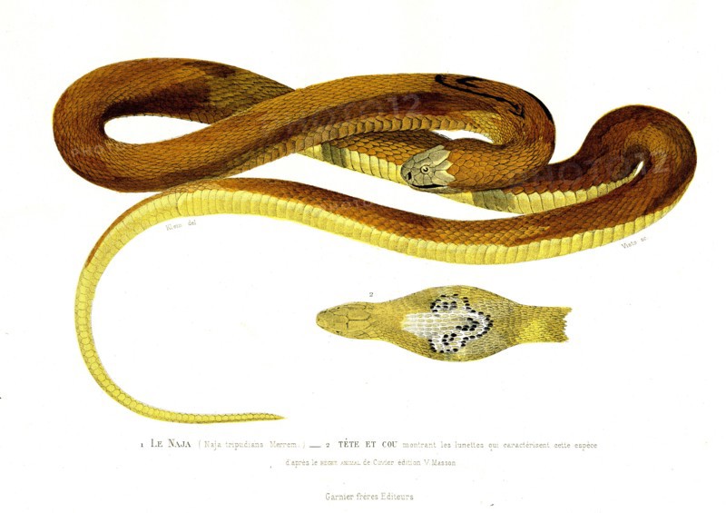1 ) Najatripudians           1846
2 ) Naja head
Illustration from the French edition of the book "Le Règne Animal" by Georges Cuvier, published in 1817.