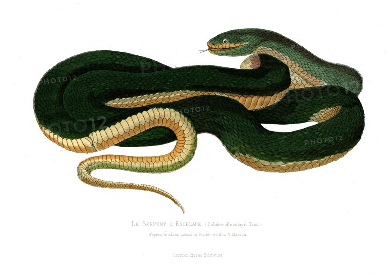 Coluber Aesculapii       
1846
Planche illustrée parue dans l'ouvrage "Le Règne Animal distribué d'après son organisation", de Georges Cuvier, paru en 1817.