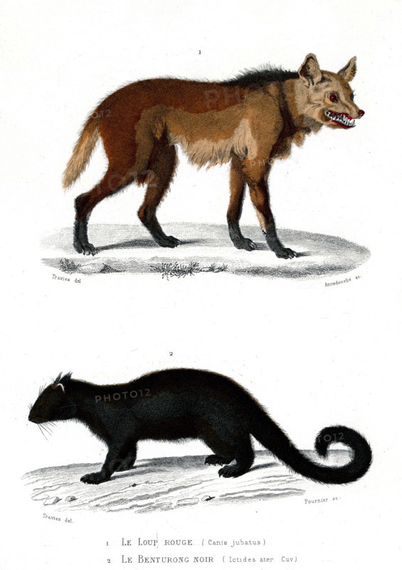 1 ) Canis jubatus
2 ) Ictides ater
1846
Illustration from the French edition of the book "Le Règne Animal" by Georges Cuvier, published in 1817.