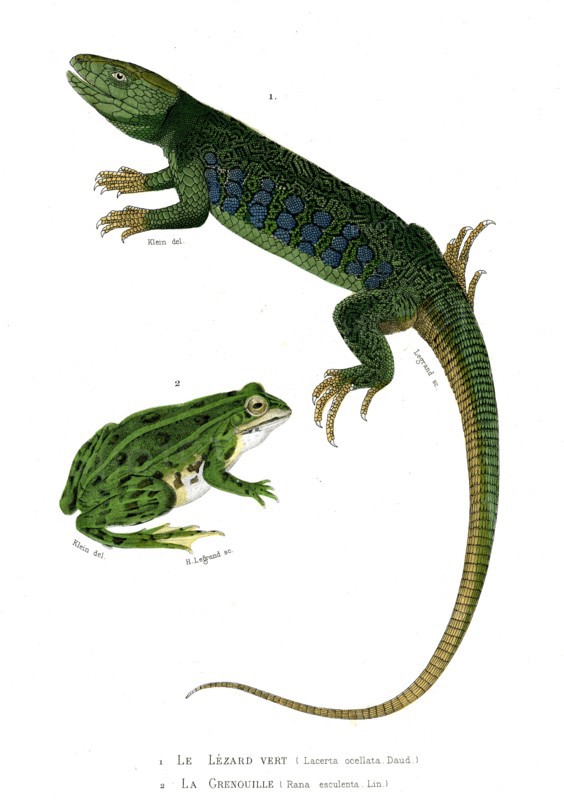 1 ) Lacerta ocellata           1846
2 ) Rana esculenta
Planche illustrée parue dans l'ouvrage "Le Règne Animal distribué d'après son organisation", de Georges Cuvier, paru en 1817.