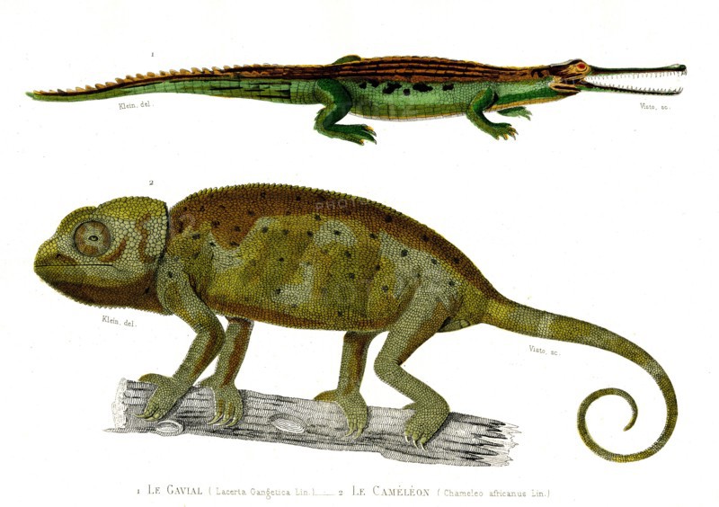 1 ) Lacerta Gangetica             1846
2 ) Chameleo africanus
Planche illustrée parue dans l'ouvrage "Le Règne Animal distribué d'après son organisation", de Georges Cuvier, paru en 1817.