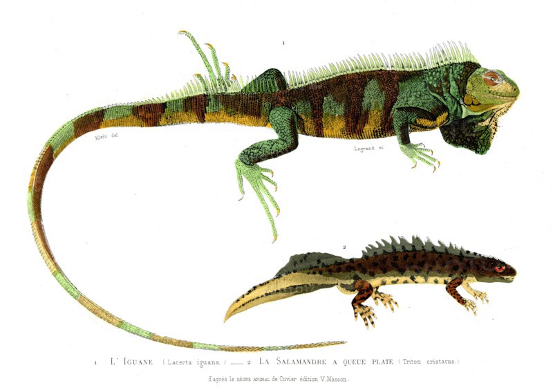 1 ) Lacerta iguana         1846
2 ) Triton cristatus
Illustration from the French edition of the book "Le Règne Animal" by Georges Cuvier, published in 1817.