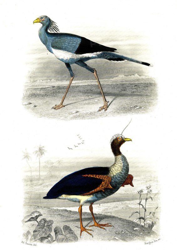 1 ) Le secrétaire       1846
2 ) Le Kamichi
Illustration from the French edition of the book "Le Règne Animal" by Georges Cuvier, published in 1817.