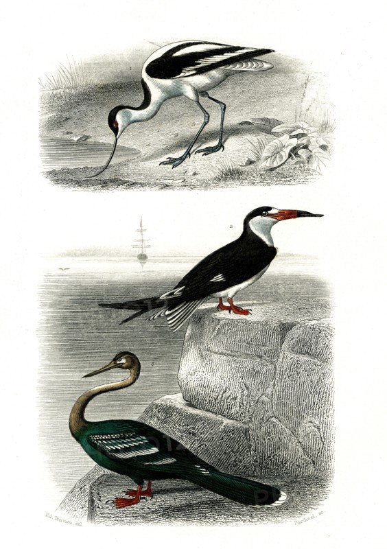1 ) l'avocette     1846
2 ) le bec en ciseaux
3 ) l' anihnga
Illustration from the French edition of the book "Le Règne Animal" by Georges Cuvier, published in 1817.