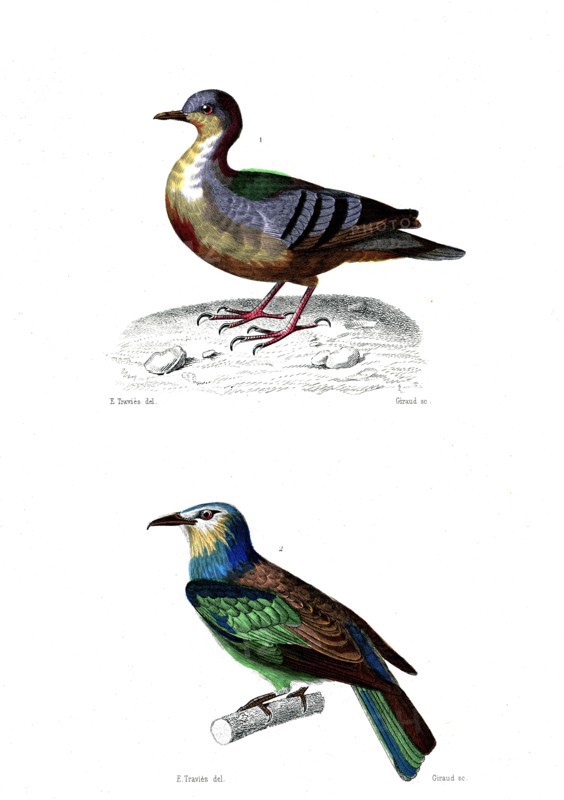 1 ) Coloba cruentata         1846
2 ) Cor viridis  ( Le rollier vert )
Illustration from the French edition of the book "Le Règne Animal" by Georges Cuvier, published in 1817.