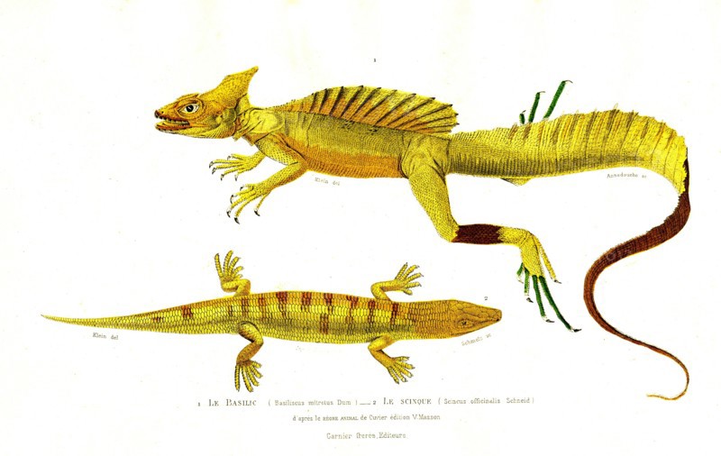 1 ) Basiliscus mitrotus                 1846
2 ) Scincus officinalis
Illustration from the French edition of the book "Le Règne Animal" by Georges Cuvier, published in 1817.