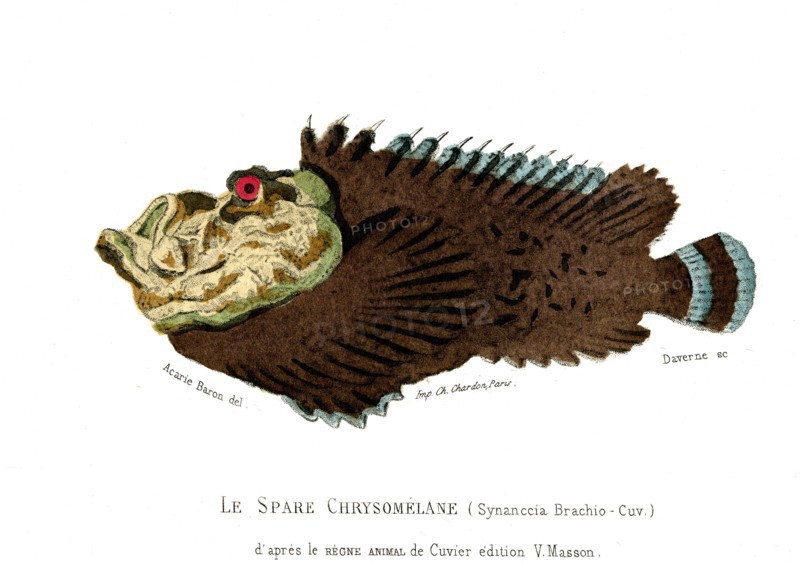 Synanccia Brachio      Cuvier
1846
Illustration from the French edition of the book "Le Règne Animal" by Georges Cuvier, published in 1817.