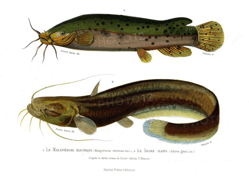 1 ) Malapterurus electricus
2 ) Silurus glanis
1846
Planche illustrée parue dans l'ouvrage "Le Règne Animal distribué d'après son organisation", de Georges Cuvier, paru en 1817.