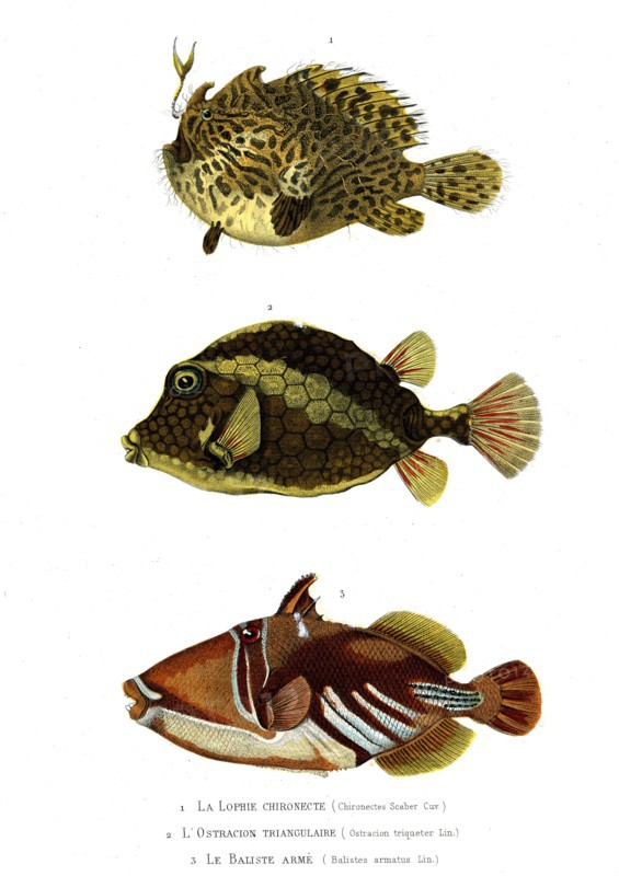 1 ) Chironectes Scaber  ; 1846
2 ) Ostracion triqueter
3 ) Balistes armatus
Illustration from the French edition of the book "Le Règne Animal" by Georges Cuvier, published in 1817.