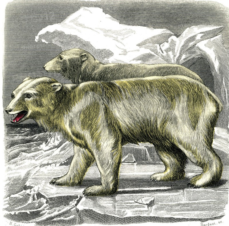 The white bear
1846
Illustration from the French edition of the book "Le Règne Animal" by Georges Cuvier, published in 1817.