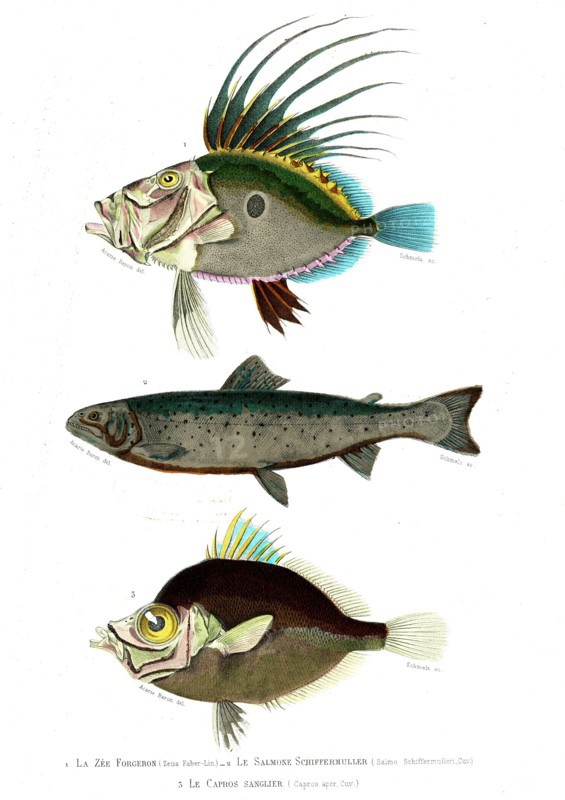1 ) Zeus Faber                       1846
2 ) Salmo Schiffermulleri
3 ) Capros aper
Illustration from the French edition of the book "Le Règne Animal" by Georges Cuvier, published in 1817.