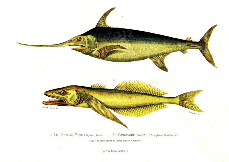 1 ) Xiphias gladius         1846
2 ) Comephorus Baikalensis
Illustration from the French edition of the book "Le Règne Animal" by Georges Cuvier, published in 1817.