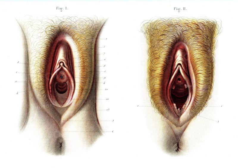 Organes génitaux externes de la femme
