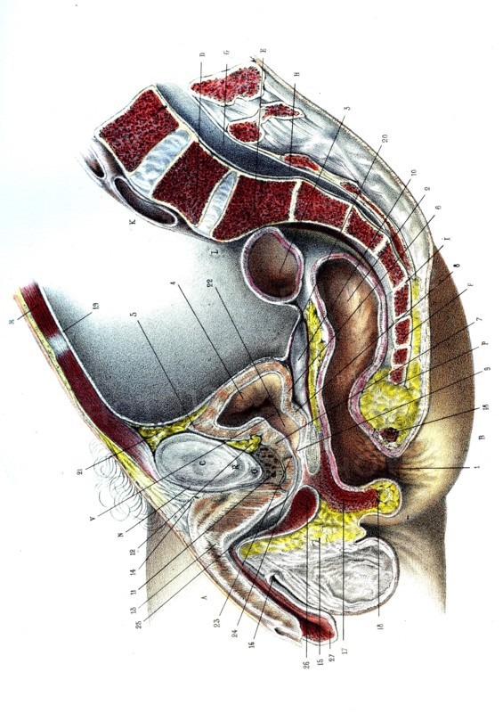 Anatomie ,l'urètre