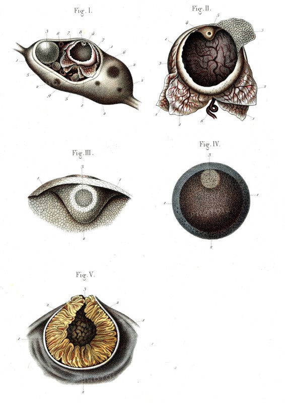Structure de l'ovaire - 1866